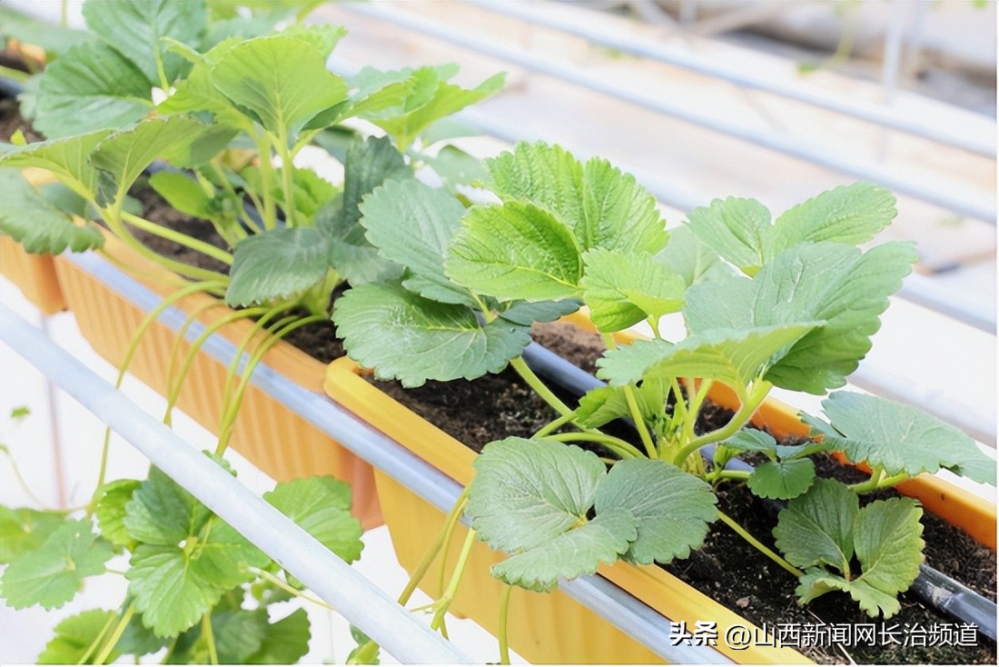 董家营草莓基地,董家草莓基地