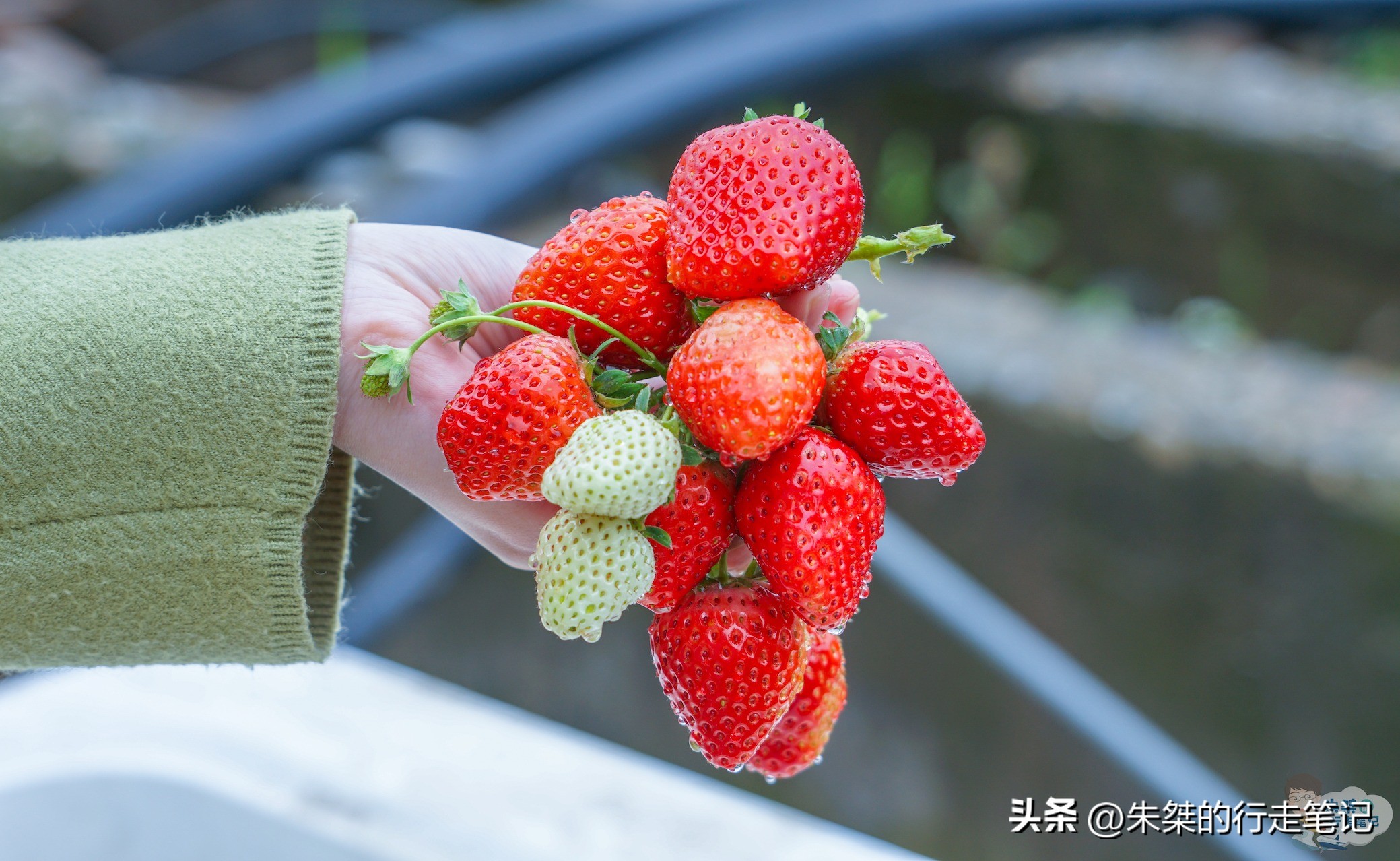 打卡中国草莓之乡,品尝金奖草莓,就在我国首个气候宜居城市