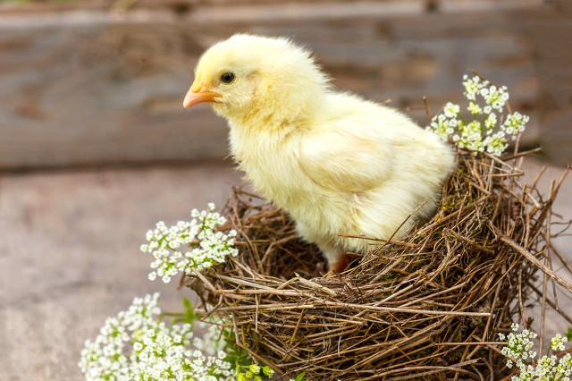 哪几种动物进家就有福了,家养什么动物最吉利
