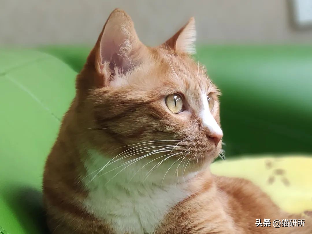 猫咪脸上有眼泪怎么办,猫咪脸上的泪痕怎么解决