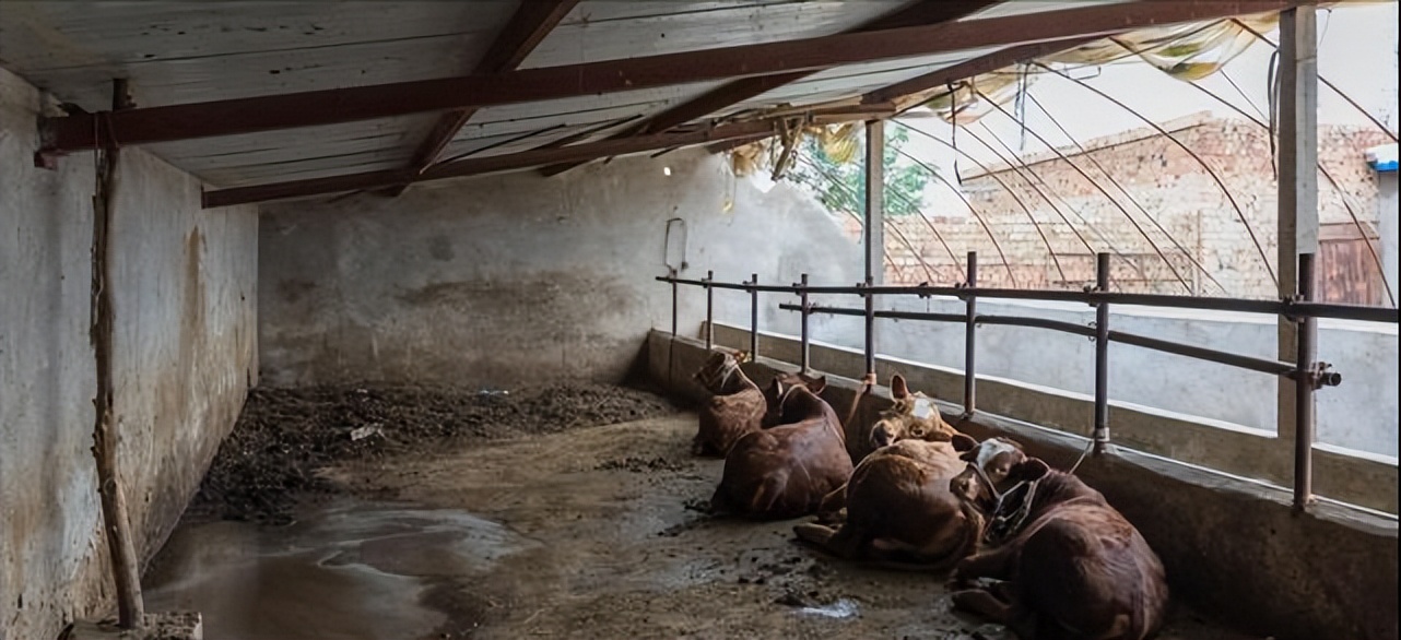 山东66岁老人自办活人出殡,山东省一位66岁老人办活人葬礼