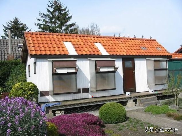 鸽子放养好还是棚养好,鸽子关死棚养好还是放飞养好