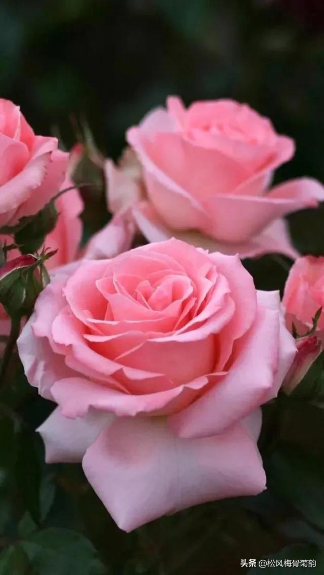 花儿朵朵开，香艳惹人爱，闻香觅花来，弄花香满衣