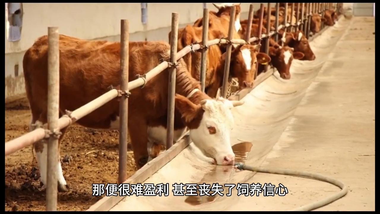 繁殖母牛#每天分享牛羊养殖小知识