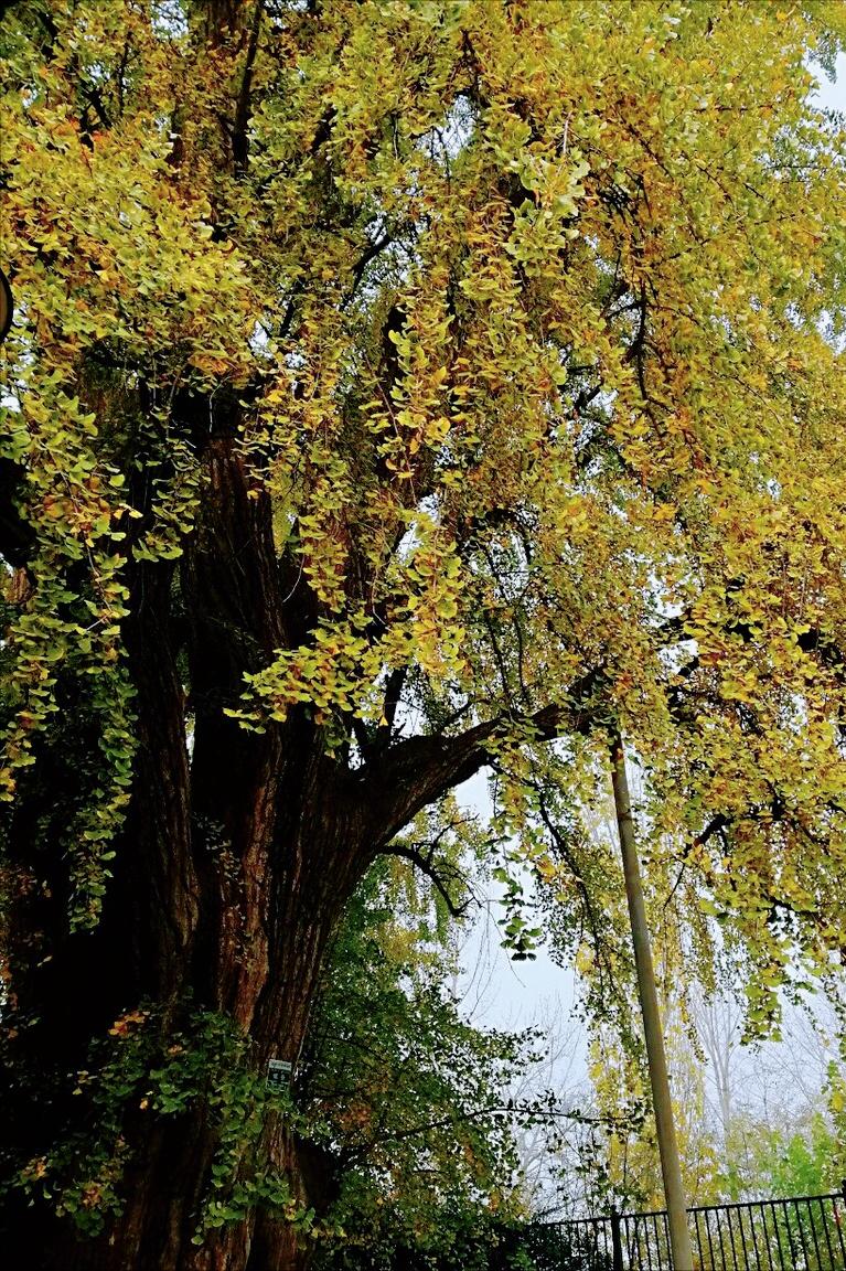 文杏馆王维解读,文杏馆王维动画解读