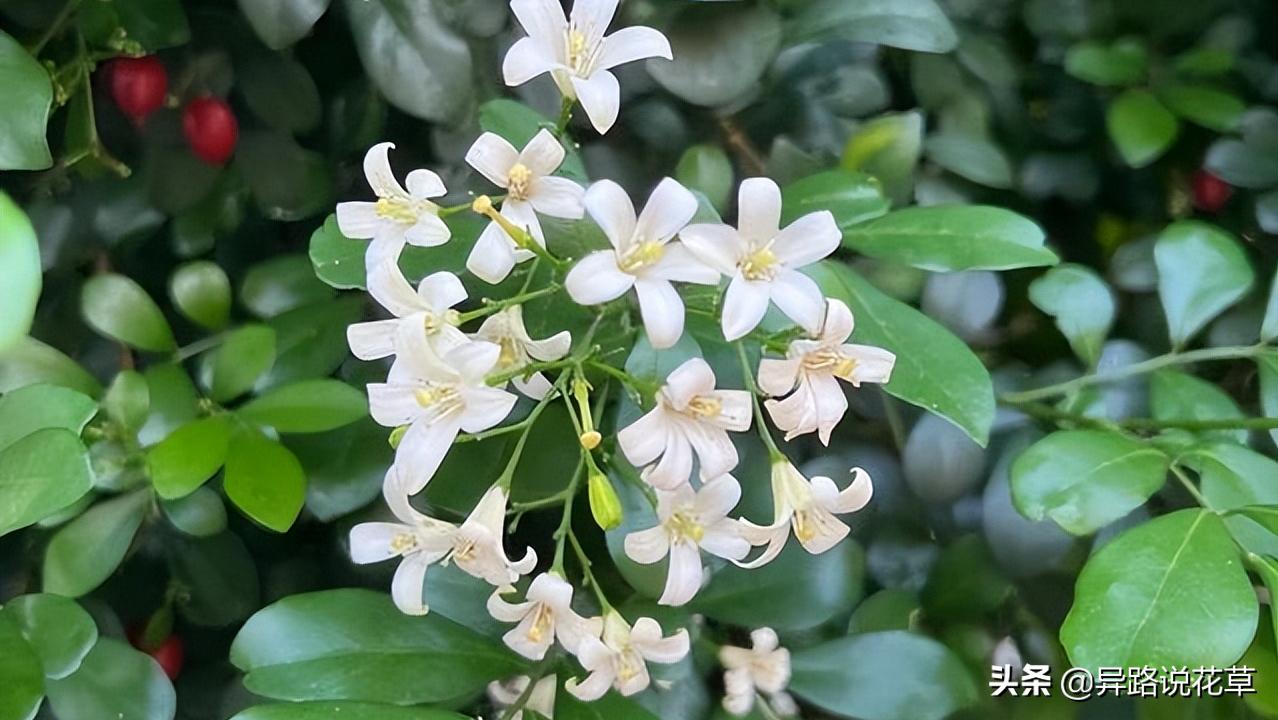 七里香：七里香歌好听，名字也很美，花语动人，花朵更“惊艳”