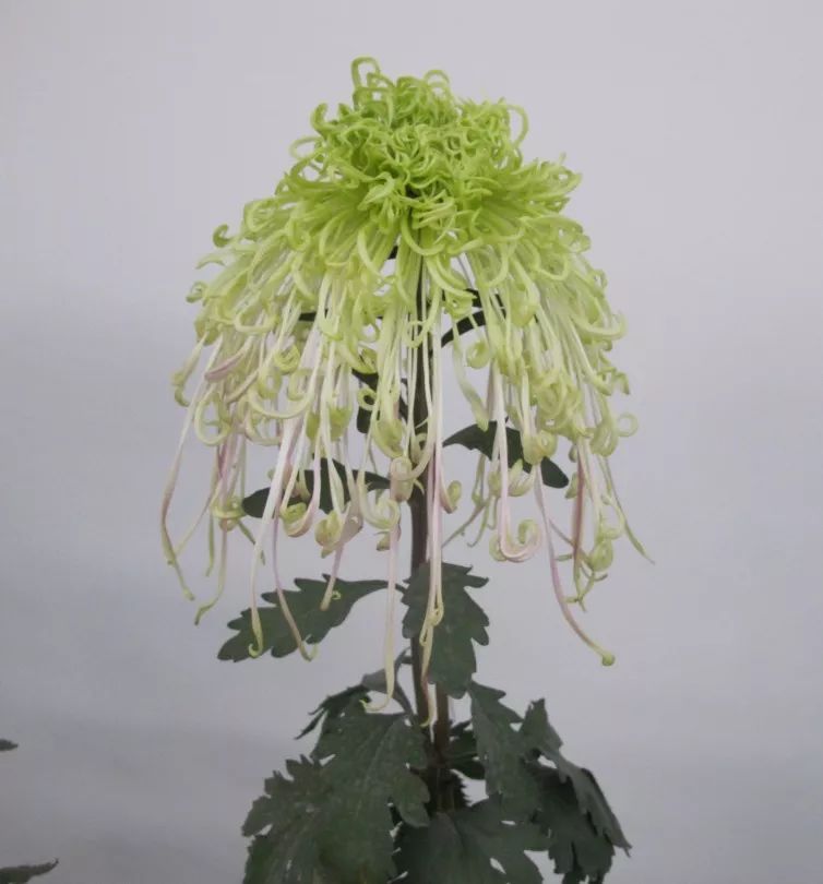 13个“菊王”，哪个才是你心目中的王者？