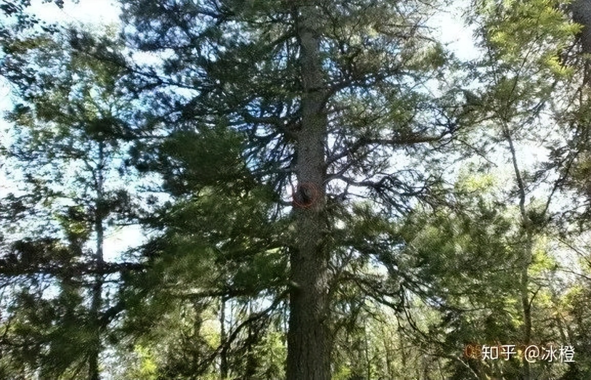 前苏联迪亚特洛夫登山事件,迪亚特洛夫登山视频