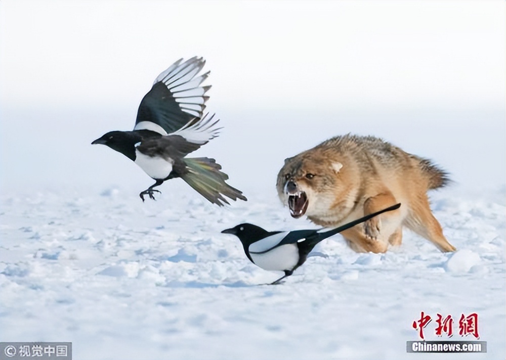 人狼生存搏杀：西伯利亚狼吃羊杀马，牧民雪地摩托杀狼|故事