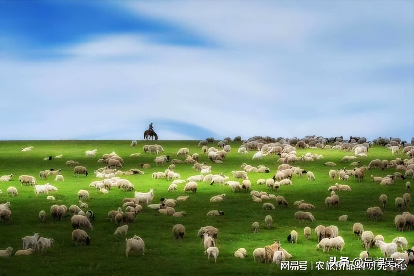 吴之讲区域品牌：西旗羊肉“呼伦明珠”为何被称为“草原珍品”？