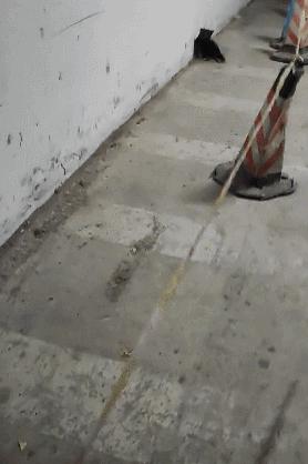 金毛误入地铁站后续,金毛闯地铁