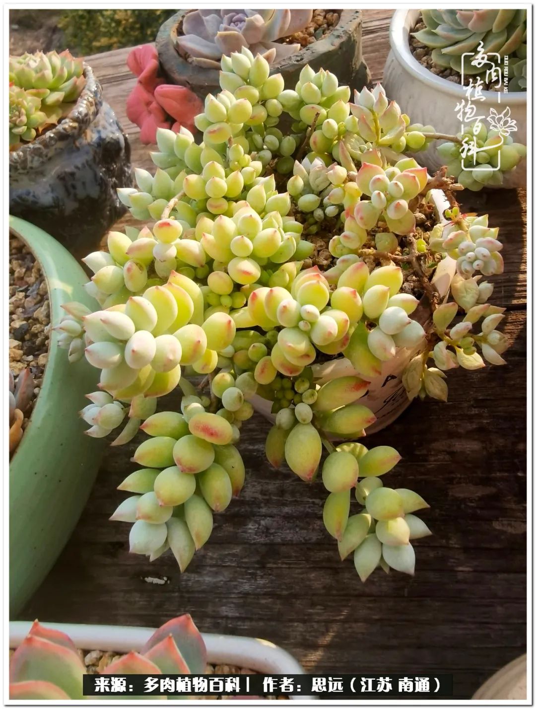 隔着时间的深爱，来自秋天的私语