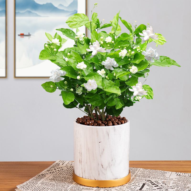 18种净化空气适宜家中养殖的花,能净化空气的家养花