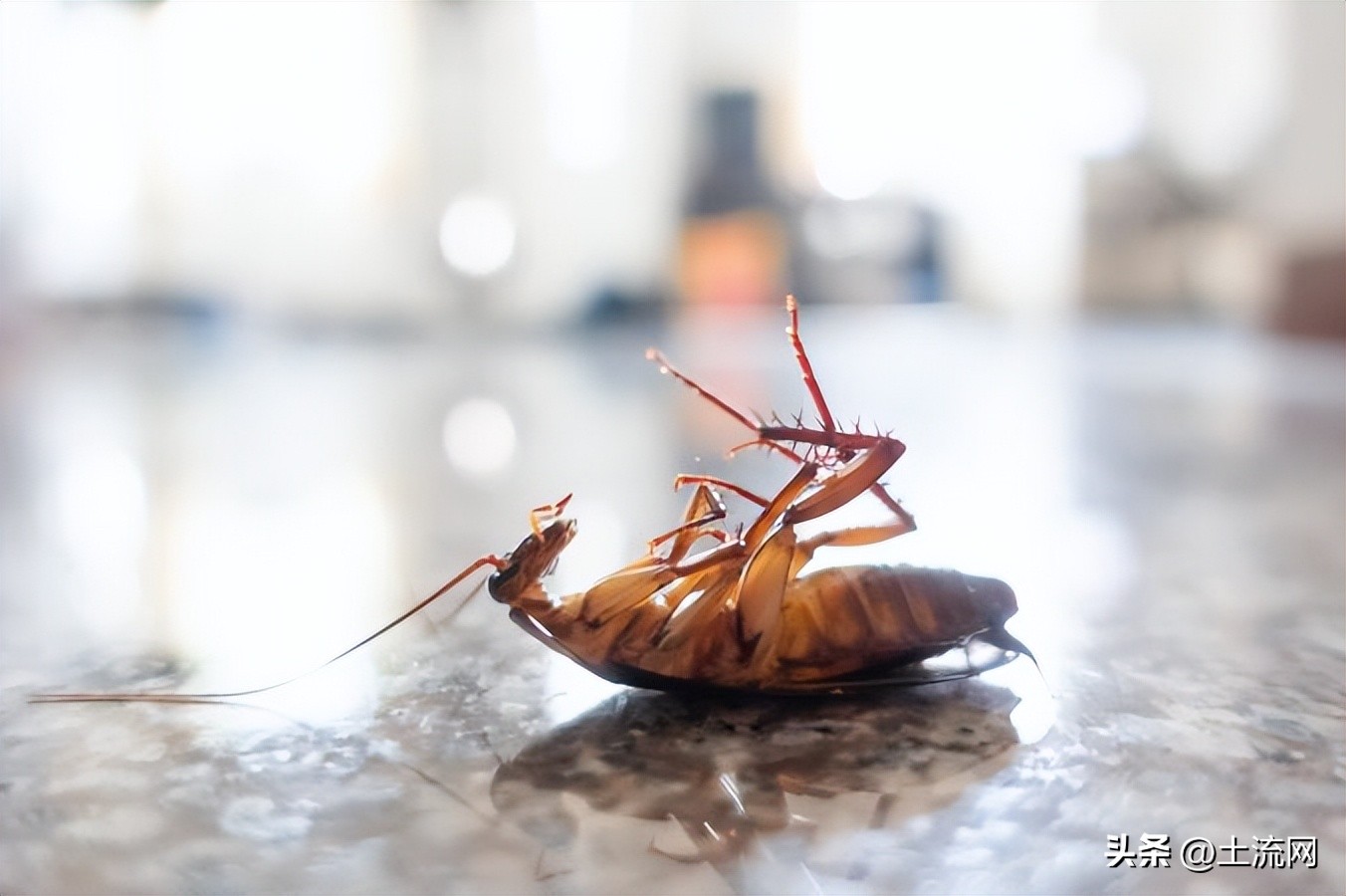 蟑螂怎么消灭最彻底小苏打和白糖,蟑螂怎么消灭最彻底家里有小宝宝