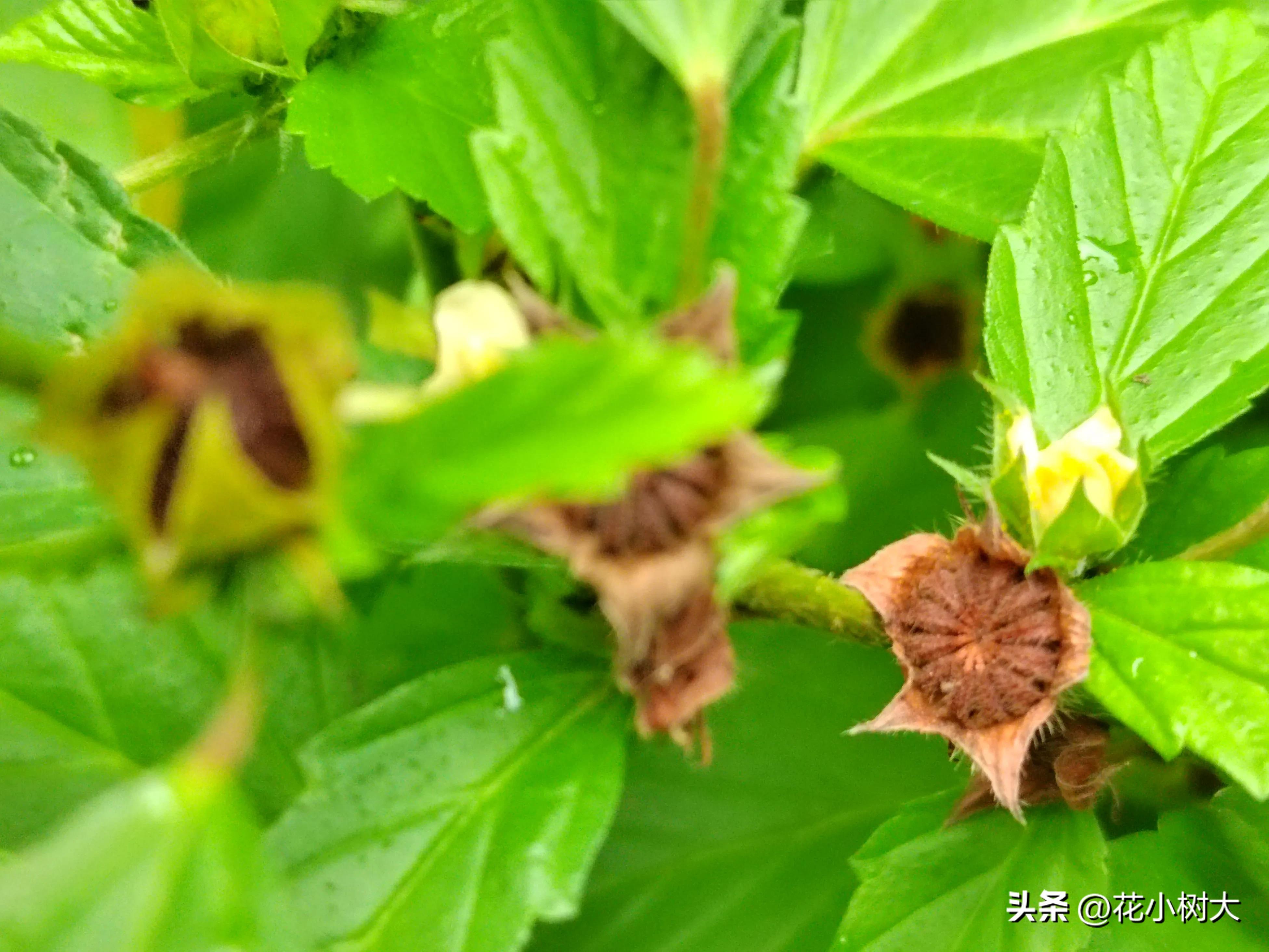 植物图鉴菊花,植物视频实拍