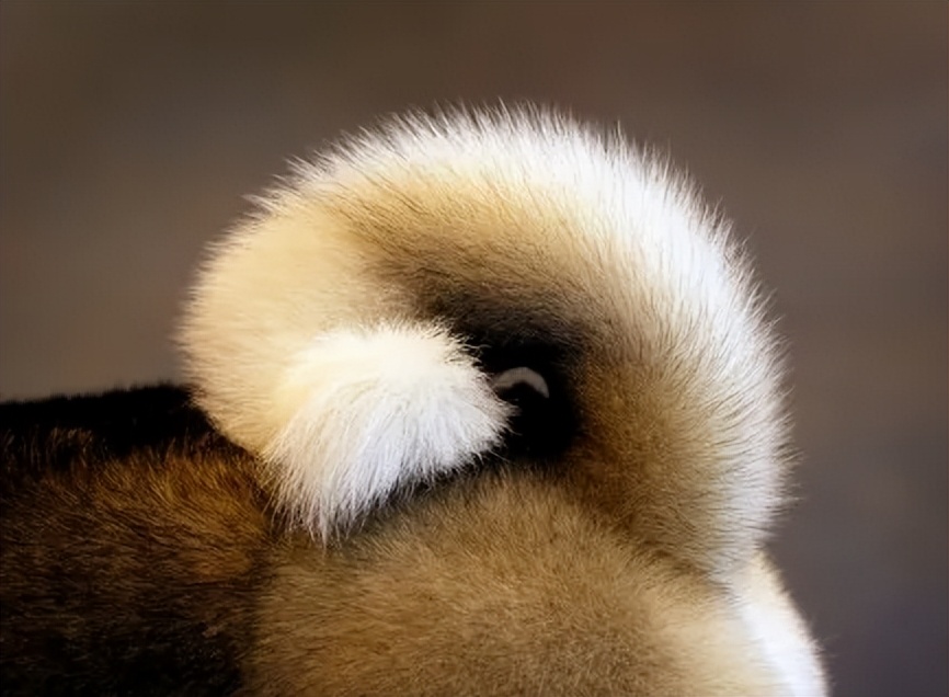 狗狗尾巴疯狂摇,狗狗的尾巴向下摇摆是什么意思