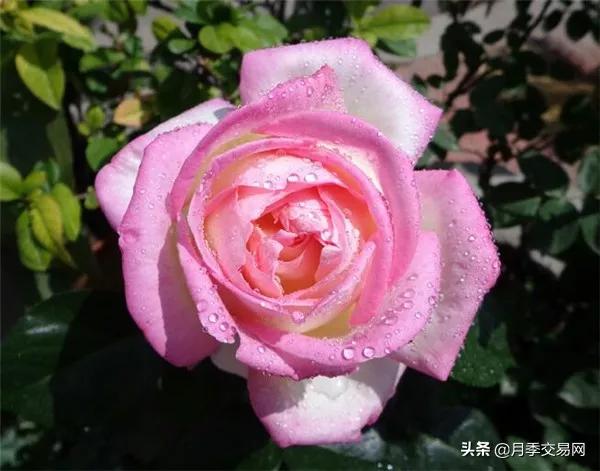 月季品种醉花,月季品种大全及图片欣赏