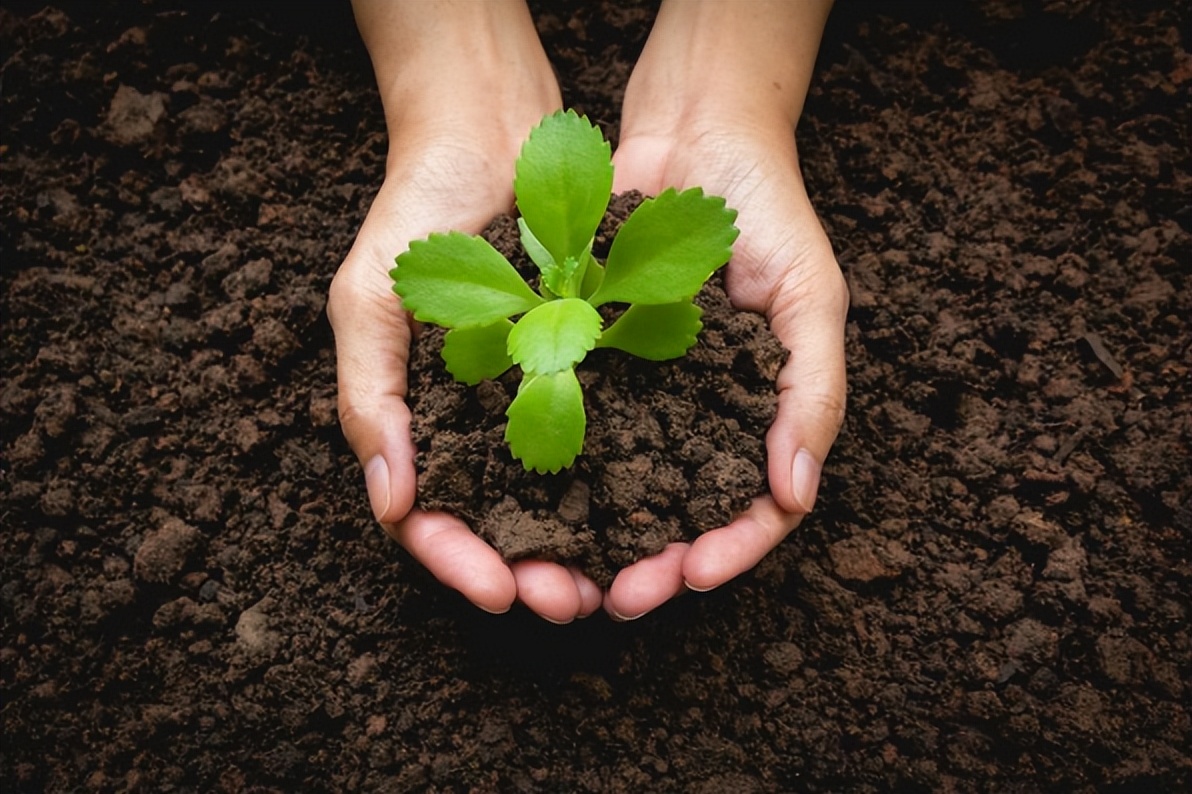 推荐营养土哪里靠谱,靠谱的营养土什么牌子好