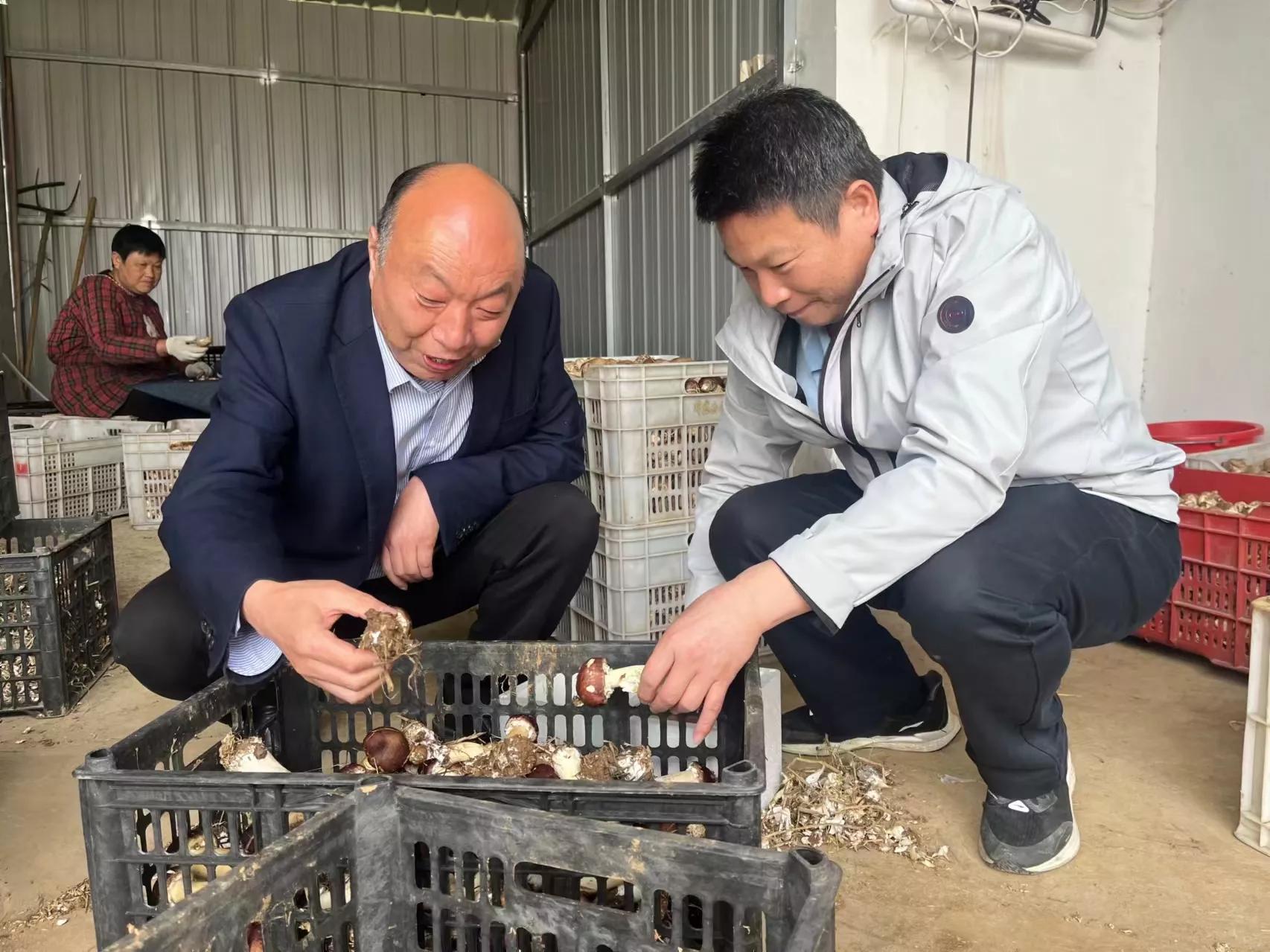 安徽种菇大王丁伦保联系电话,肥西蘑菇大王丁伦保