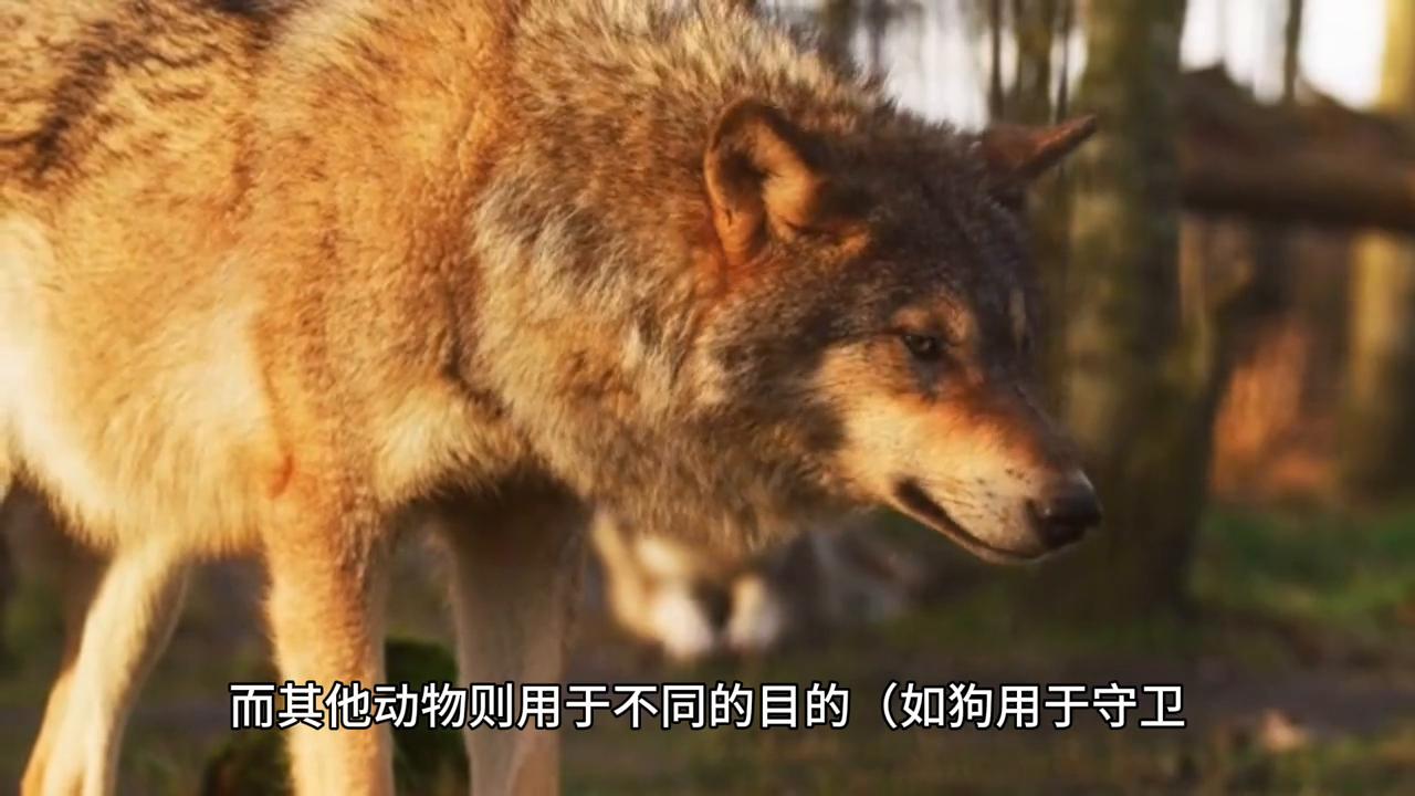 狗奶对人的危害,人类为什么不喝动物奶