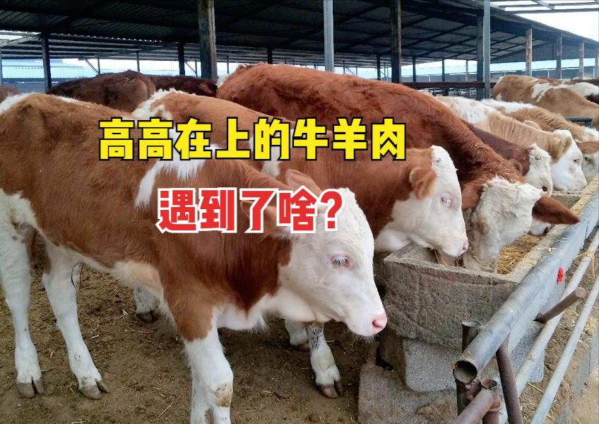 冷冻肉牛17块钱一斤,全国活羊活牛价格最新行情