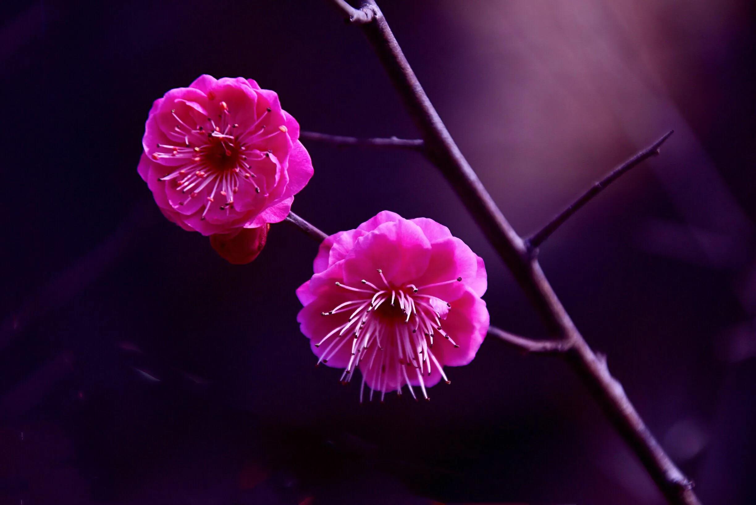 花卉摄影秋日的浪漫,花卉摄影春暖梅花开