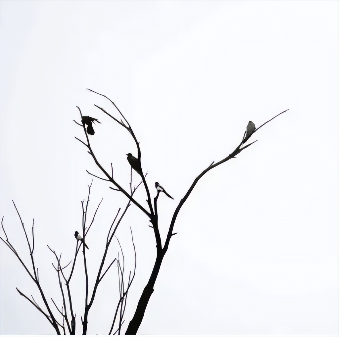 盘点娱乐圈被淡忘的歌手,娱乐圈被高估的歌手