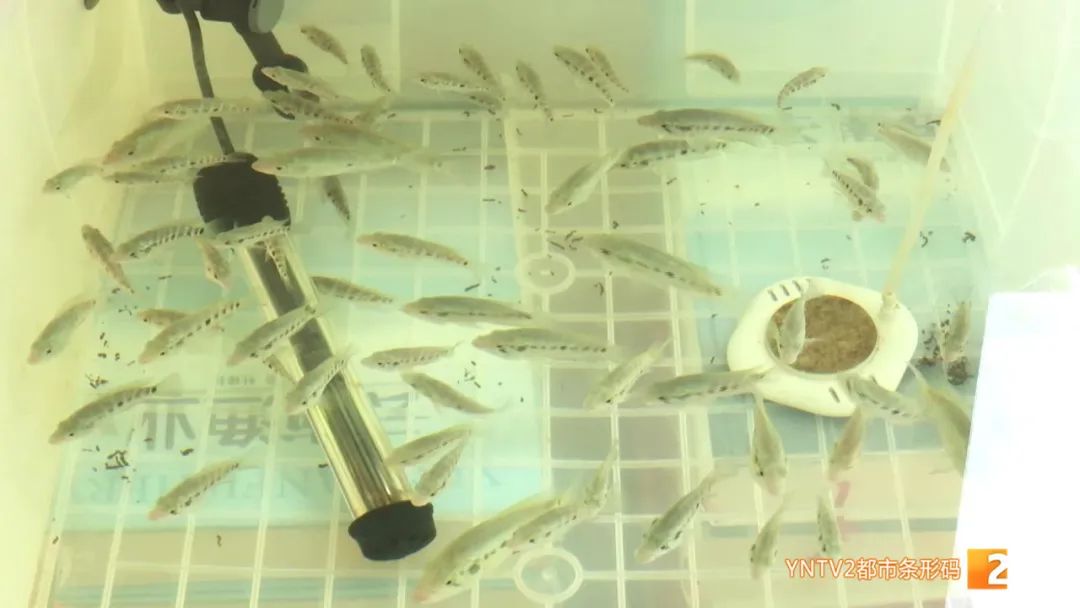 云南86种土著鱼实现人工驯养繁殖,云南土著鱼人工繁育