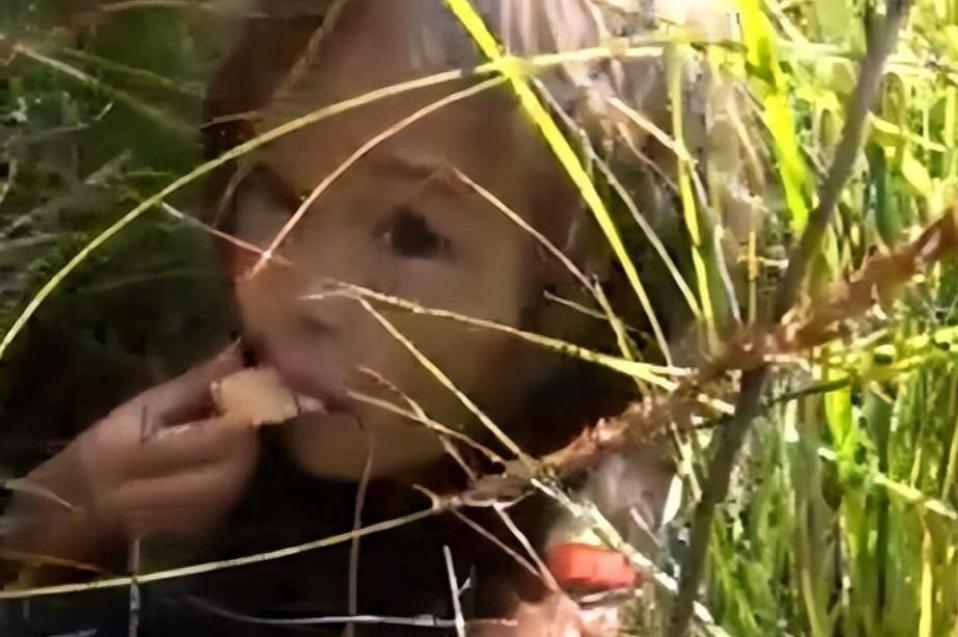 2岁儿童和狗失踪找到了吗,三岁女孩与狗狗一起失踪