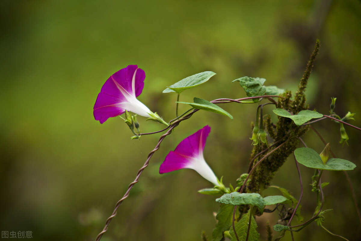 朝开夕闭一一快乐的牵牛花（散文）