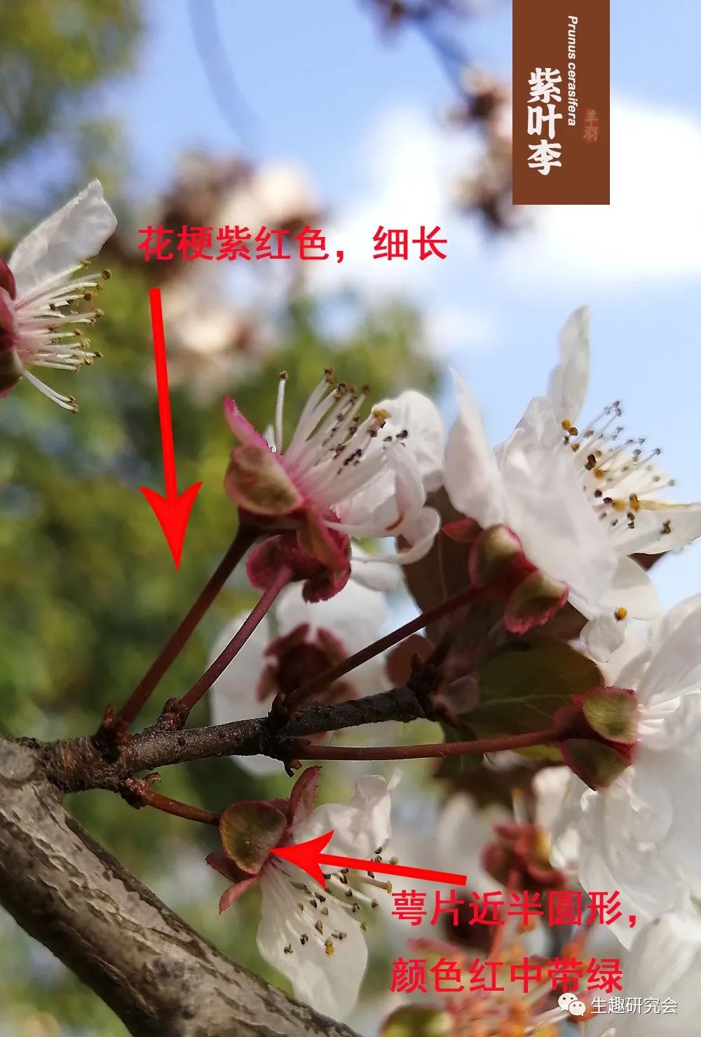 九种春花辨别,常见春花极简识别法