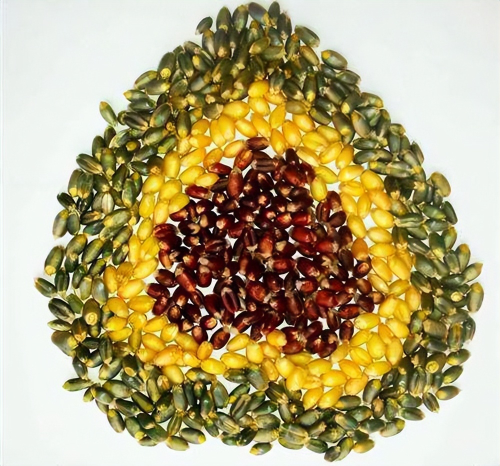 原来小麦也有高颜值！河北南皮3000亩彩麦丰收，彩色麦粒钙质高