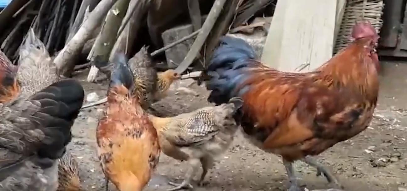 20年广东老太捡到一只“野猫”,越养越不对劲,专家看后立即报案