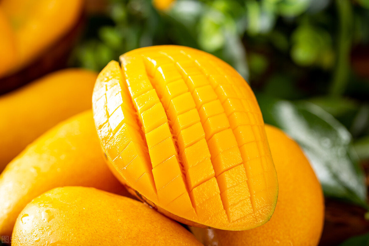 芒果该怎么挑才有皮薄肉厚,芒果要怎么挑才不酸