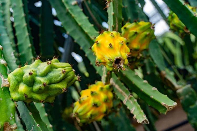 佳农厄瓜多尔麒麟果,厄瓜多尔麒麟果