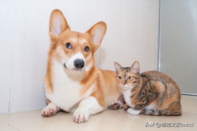 猫咪怀孕后什么时候再怀孕,如何了解自家狗狗怀孕多久了