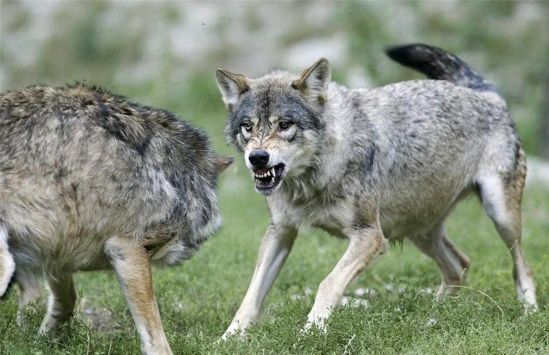 蒙古獒被狼咬死,狼群报复咬死牧羊犬主人团灭狼群