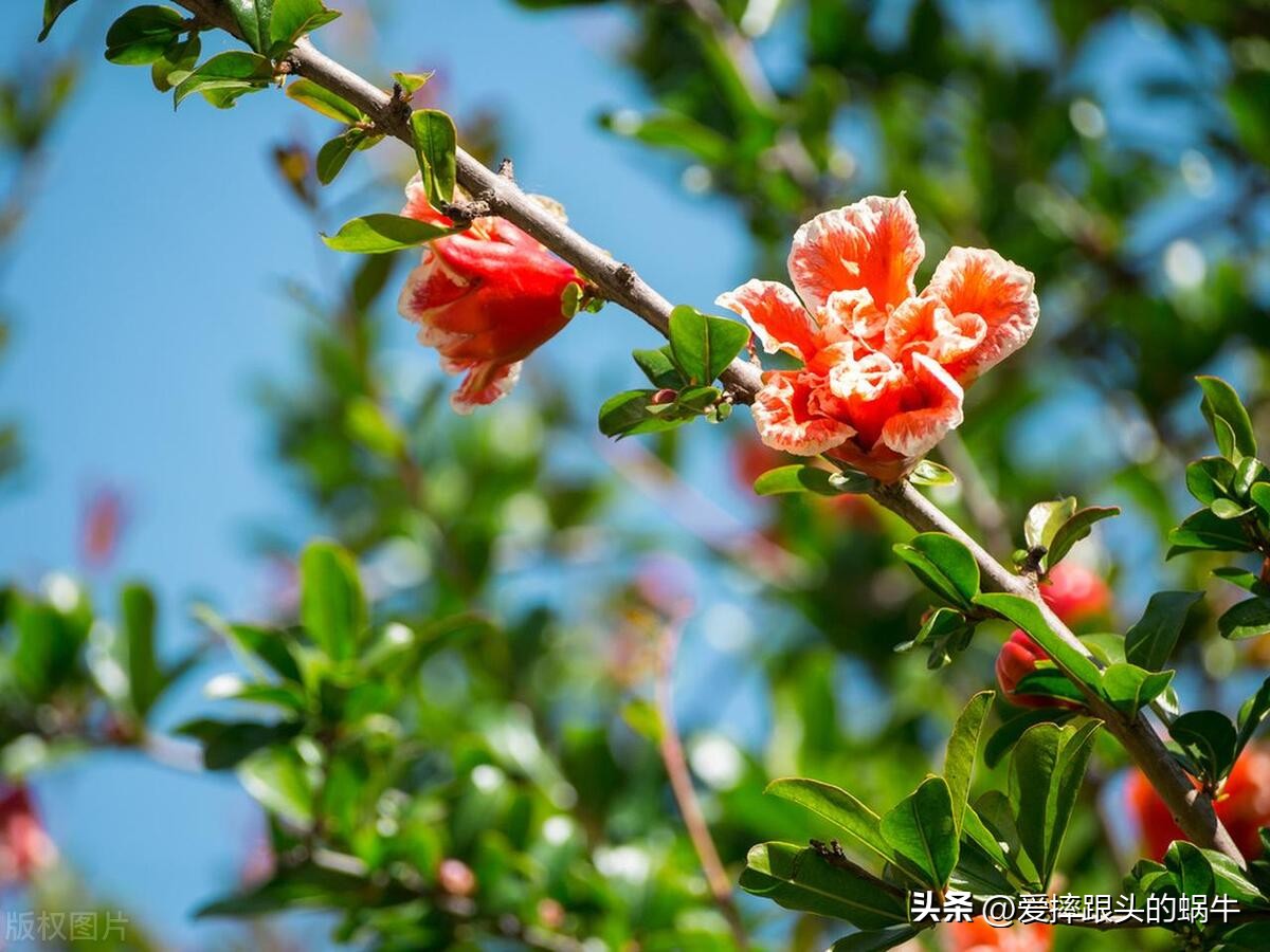 石榴花壁纸生如夏花,石榴花盛开的夏天