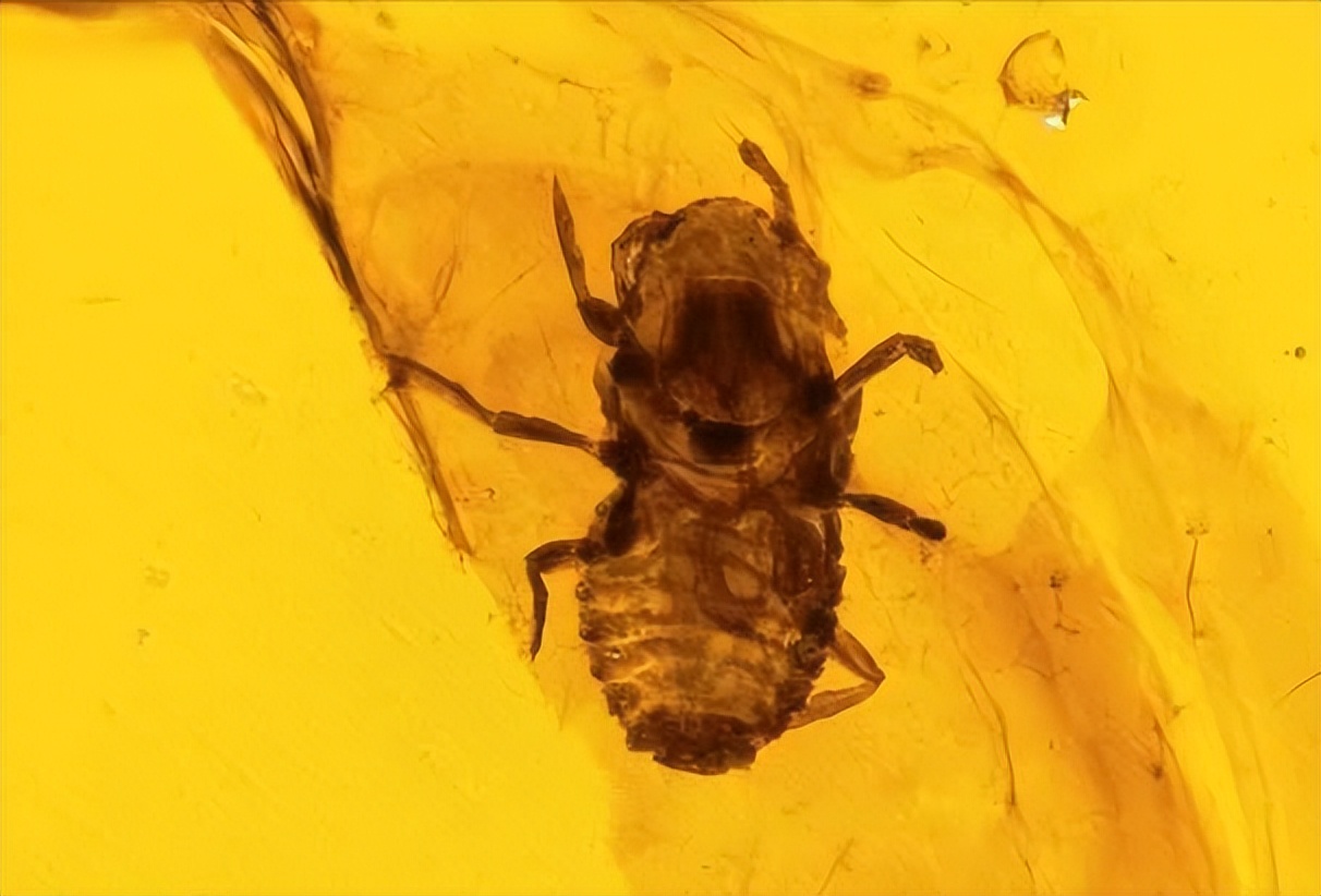 生存了5亿年的物种,生存几亿年没灭绝的生物