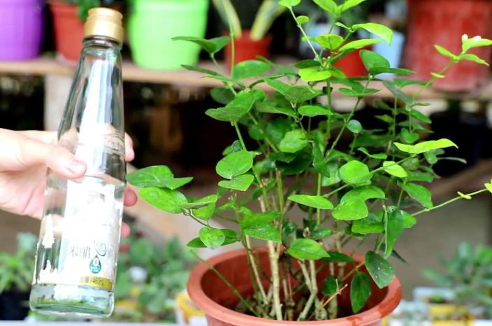 家庭盆栽喜酸的植物,盆栽土壤变酸最快的方法