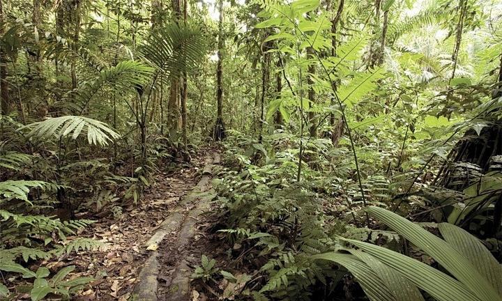 如果被蛇吞下了会发生什么,人被蛇活吞的实验