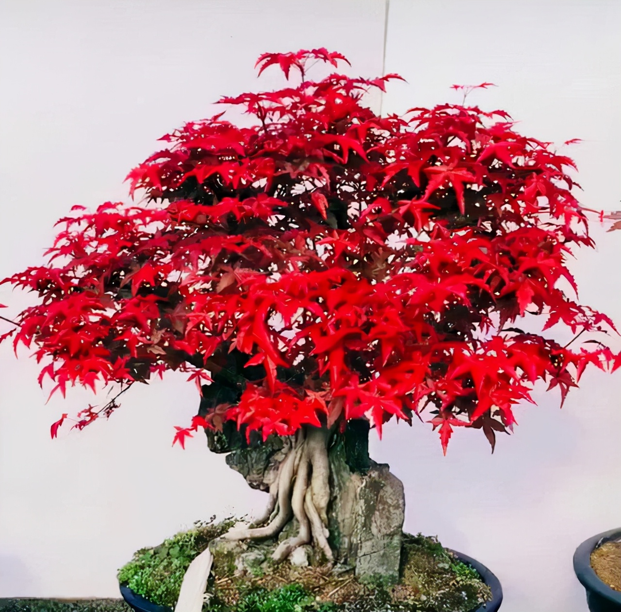 盆景造型类型有哪些,盆景造型种类