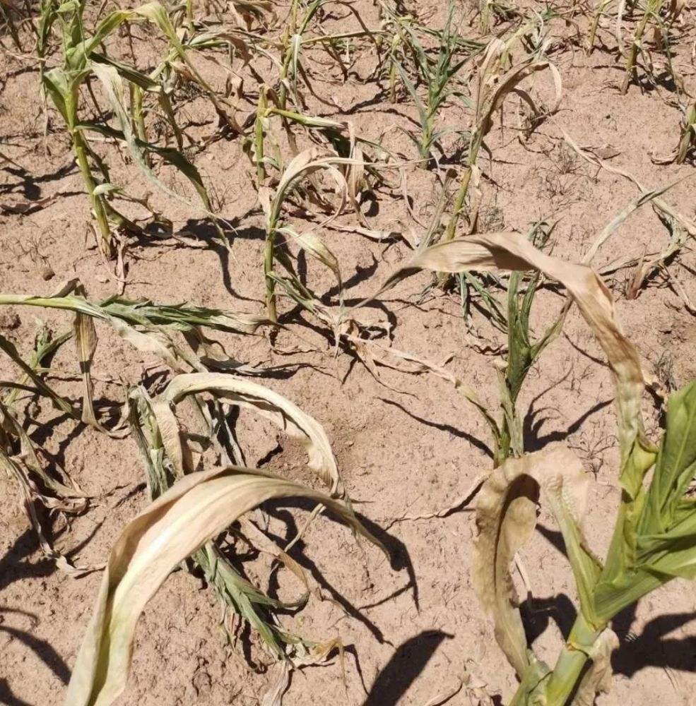 老话说立秋下雨有什么说法,立秋下雨是晴天多还是雨多