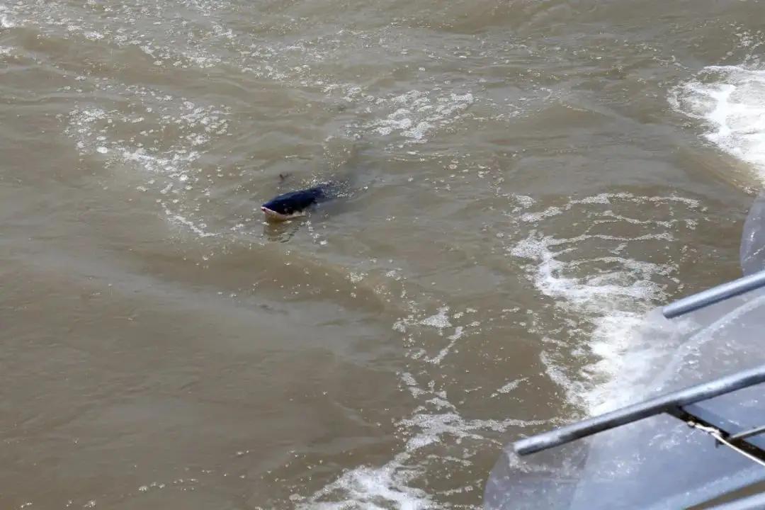 蓝色大龙渔民误捕5条中华鲟放生,渔民误捕野生中华鲟放生