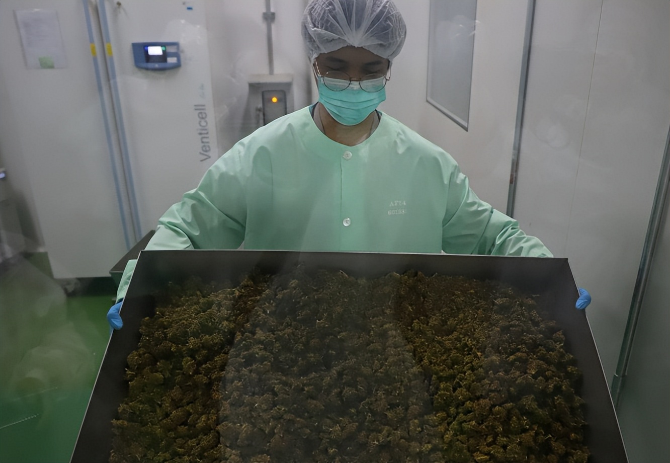 要为“娱乐*麻大**”开绿灯？泰国，看来真要成为一个“麻香之国”了