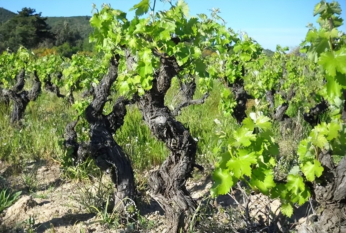 各国葡萄酒品种,葡萄酒8大主流品种