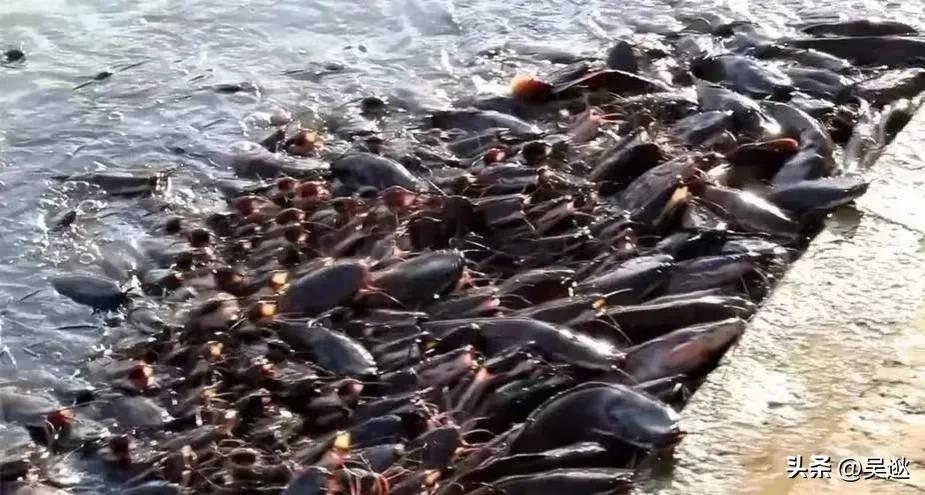 放生是否为了求功德,放生塘鲺的功德