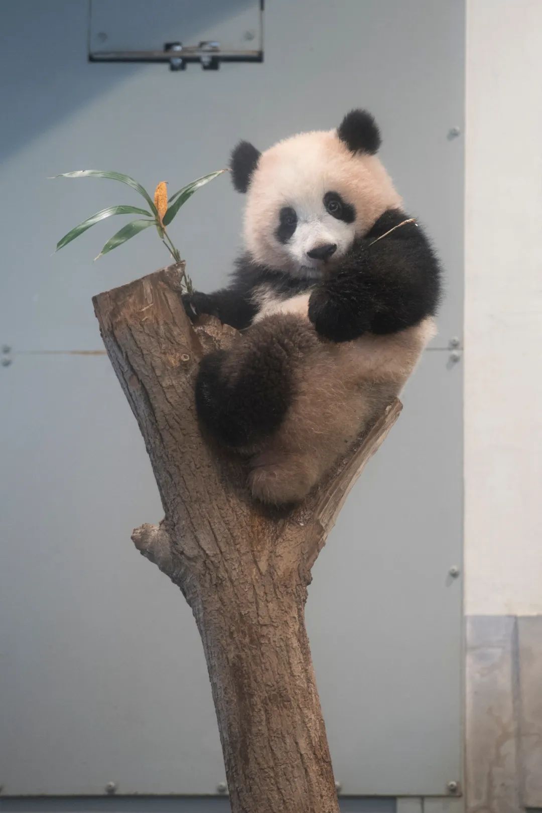 大熊猫香香将启程回国,大熊猫香香最后一天在日本见游客