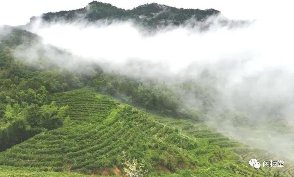 中国顶级茶叶排行榜,中国顶级茶叶排行榜大全