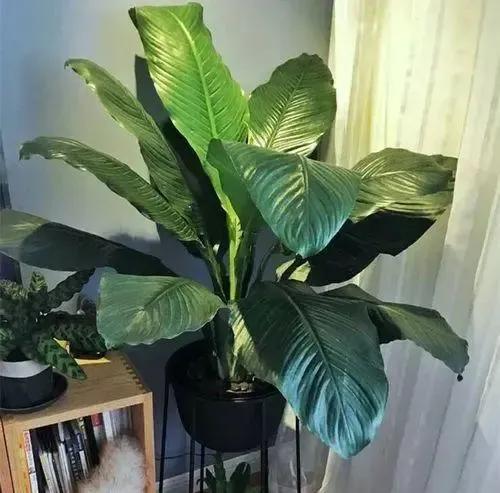 什么绿植除甲醛净化空气比较好,什么样的花草最吸甲醛能净化空气